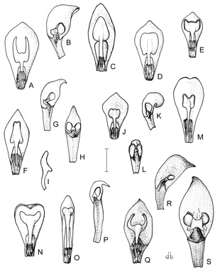 APII jpeg image of Synaphea boyaginensis,<br/>Synaphea obtusata,<br/>Synaphea otiostigma,<br/>Synaphea floribunda,<br/>Synaphea whicherensis,<br/>Synaphea flabelliformis,<br/>Synaphea petiolaris subsp. petiolaris,<br/>Synaphea favosa,<br/>Synaphea cuneata,<br/>Synaphea pinnata  © contact APII