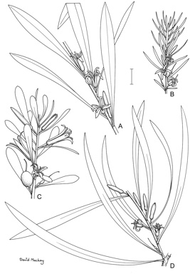 APII jpeg image of Persoonia juniperina,<br/>Persoonia arborea,<br/>Persoonia longifolia,<br/>Persoonia muelleri subsp. muelleri  © contact APII