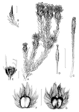 APII jpeg image of Petrophile cyathiforma  © contact APII