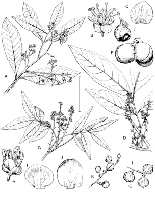 APII jpeg image of Guioa montana,<br/>Lepiderema sericolignis,<br/>Lepiderema pulchella,<br/>Guioa acutifolia  © contact APII