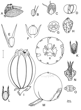 APII jpeg image of Scaevola nitida,<br/>Scaevola angustata,<br/>Scaevola porocarya,<br/>Scaevola crassifolia,<br/>Scaevola browniana subsp. browniana,<br/>Scaevola virgata,<br/>Scaevola densifolia,<br/>Scaevola thesioides subsp. thesioides,<br/>Scaevola cunninghamii,<br/>Scaevola tomentosa,<br/>Scaevola globulifera,<br/>Scaevola calendulacea  © contact APII