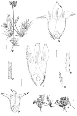 APII jpeg image of Conostylis stylidioides,<br/>Conostylis pauciflora,<br/>Conostylis prolifera  © contact APII