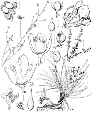 APII jpeg image of Romnalda strobilacea,<br/>Romnalda grallata  © contact APII