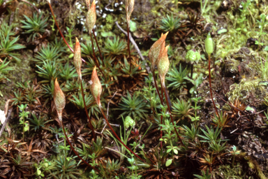 APII jpeg image of Dawsonia longiseta  © contact APII