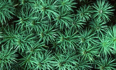 APII jpeg image of Dawsonia superba  © contact APII