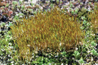 APII jpeg image of Tortula atrovirens  © contact APII