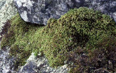 APII jpeg image of Scerodontium pallidum  © contact APII