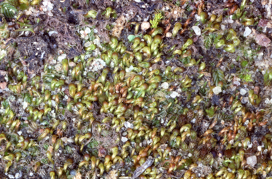 APII jpeg image of Eccremidium arcuatum  © contact APII