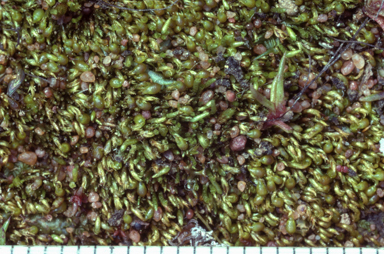 APII jpeg image of Eccremidium arcuatum  © contact APII