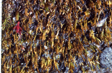 APII jpeg image of Eccremidium pulchellum  © contact APII