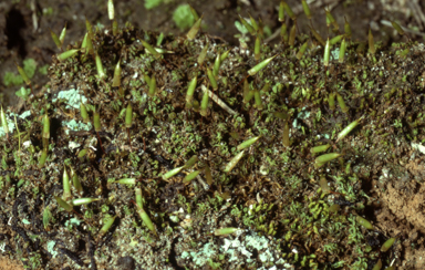 APII jpeg image of Encalypta vulgaris  © contact APII