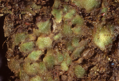 APII jpeg image of Enigmella thallina  © contact APII