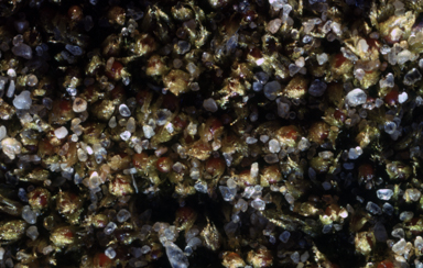 APII jpeg image of Ephemerum cristatum  © contact APII