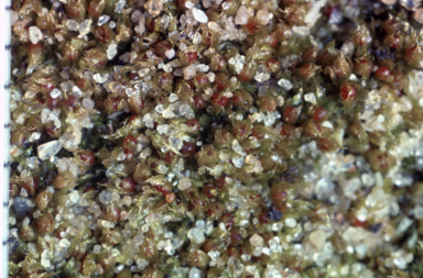 APII jpeg image of Ephemerum cristatum  © contact APII