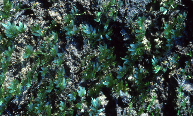 APII jpeg image of Fissidens dealbata  © contact APII