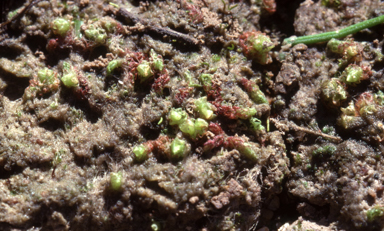 APII jpeg image of Fossombronia altilamellosa  © contact APII