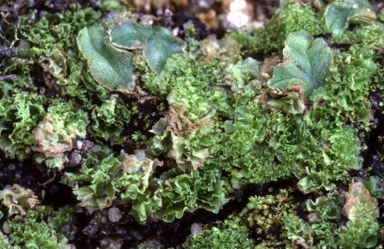 APII jpeg image of Fossombronia arapilensis  © contact APII