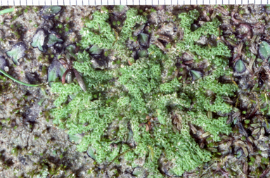 APII jpeg image of Fossombronia coralloides  © contact APII