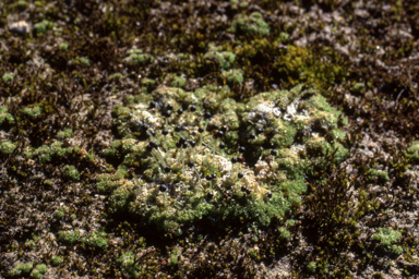 APII jpeg image of Fossombronia cultriformis  © contact APII