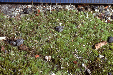 APII jpeg image of Fossombronia cultriformis  © contact APII