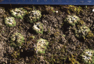 APII jpeg image of Fossombronia cultriformis  © contact APII