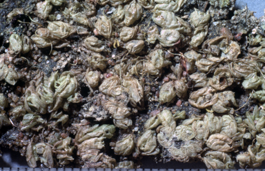 APII jpeg image of Fossombronia tumida  © contact APII