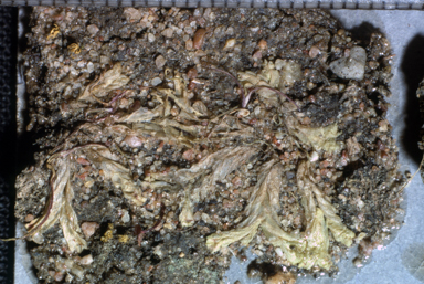 APII jpeg image of Fossombronia tumida  © contact APII