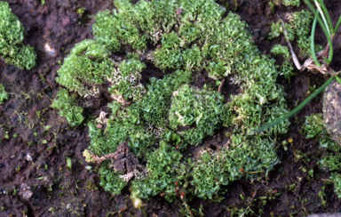 APII jpeg image of Fossombronia echinata  © contact APII