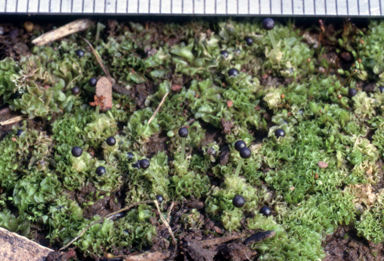 APII jpeg image of Fossombronia echinata  © contact APII