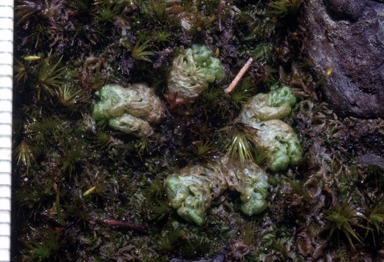 APII jpeg image of Fossombronia intestinalis  © contact APII