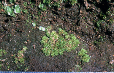 APII jpeg image of Fossombronia pusilla  © contact APII