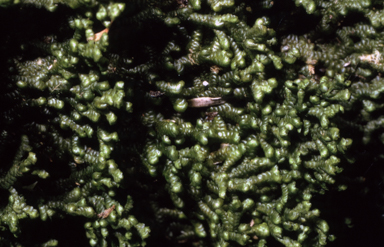 APII jpeg image of Frullania falciloba  © contact APII