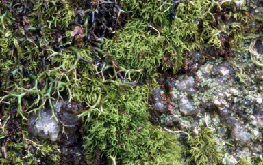 APII jpeg image of Frullania probosciphora  © contact APII