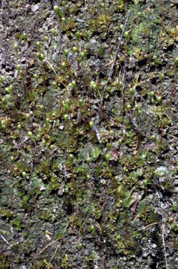 APII jpeg image of Entosthodon subnudus var. gracilis  © contact APII