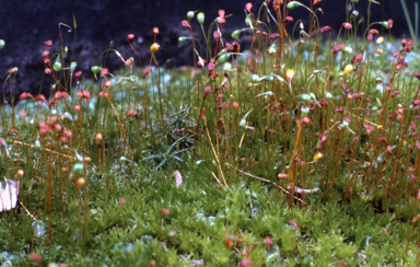 APII jpeg image of Funaria hygrometrica  © contact APII