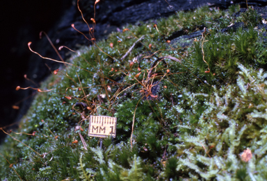 APII jpeg image of Funaria hygrometrica  © contact APII