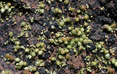 APII jpeg image of Gigaspermum repens  © contact APII