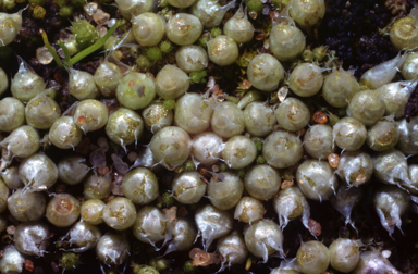 APII jpeg image of Gigaspermum repens  © contact APII