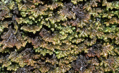 APII jpeg image of Gackstreomia weindorferi  © contact APII