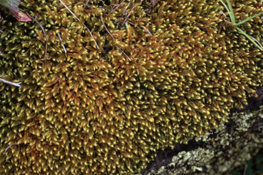 APII jpeg image of Hypnum cupressiforme  © contact APII