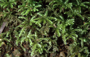 APII jpeg image of Hypnodendron vitense  © contact APII