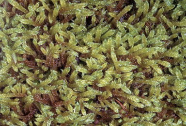 APII jpeg image of Hypnum cupressiforme  © contact APII