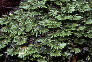 APII jpeg image of Hypopterygium rotulatum  © contact APII