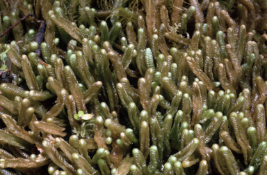 APII jpeg image of Heteroscyphus conjugartus  © contact APII