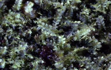 APII jpeg image of Leptophyllopsis laxa  © contact APII