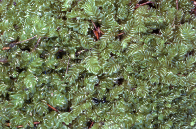 APII jpeg image of Lethocolea squamata  © contact APII