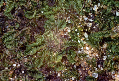 APII jpeg image of Lethocolea squamata  © contact APII