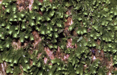 APII jpeg image of Chiloscyphus muricatus  © contact APII