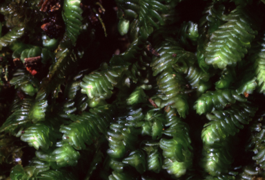 APII jpeg image of Mastigolejeunea calarata  © contact APII