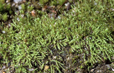 APII jpeg image of Philonotis australiensis  © contact APII